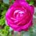 Trandafir floribund Heidi Klum C4